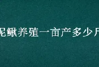 泥鳅养殖一亩产多少斤