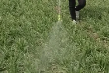 打除草剂的最佳时间，小麦封闭除草剂有哪些