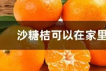 沙糖桔可以在家里种吗