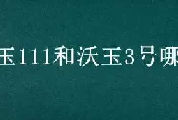 沃玉111和沃玉3号哪个产量高