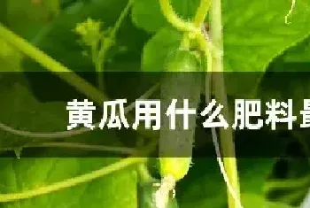 黄瓜用什么肥料最好