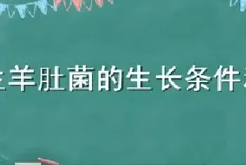 野生羊肚菌的生长条件和环境要求