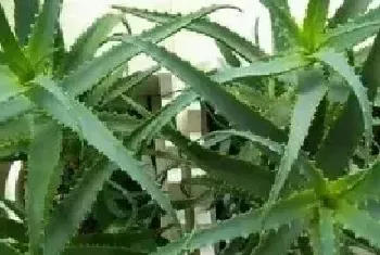 木剑芦荟的功效与作用 木剑芦荟的药用价值