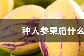 种人参果施什么肥