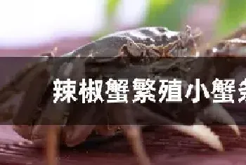 辣椒蟹繁殖小蟹条件