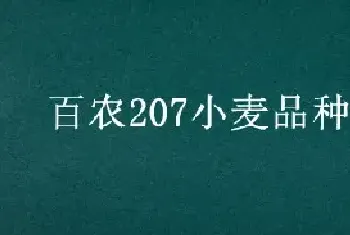 百农207小麦品种介绍