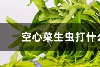 空心菜生虫打什么药