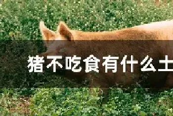 猪不吃食有什么土办法