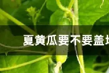 夏黄瓜要不要盖地膜