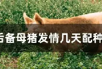 后备母猪发情几天配种最佳时期