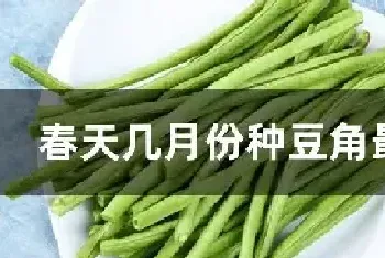 春天几月份种豆角最合适