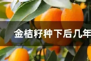 金桔籽种下后几年结果