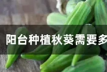 阳台种植秋葵需要多大的盆