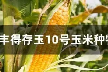 丰得存玉10号玉米种特征特性