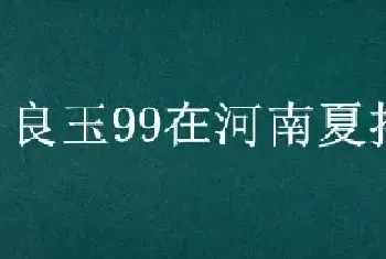 良玉99在河南夏播表现