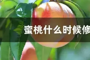 蜜桃什么时候修剪