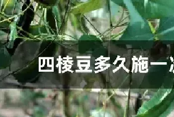 四棱豆多久施一次肥