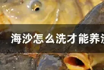 海沙怎么洗才能养淡水鱼