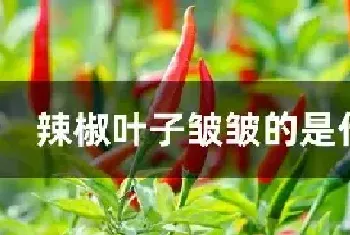 辣椒叶子皱皱的是什么病