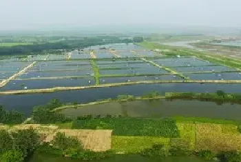 淡水虾养殖基地