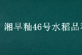 湘早籼46号水稻品种介绍