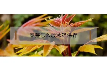 春芽怎么放冰箱保存才好？