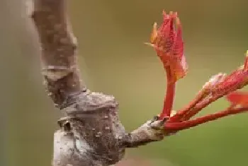 香椿种植技术与管理