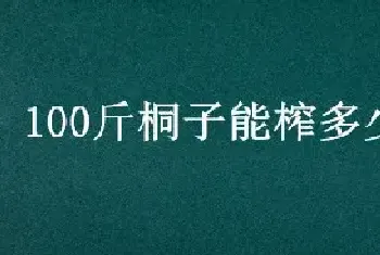 100斤桐子能榨多少斤油