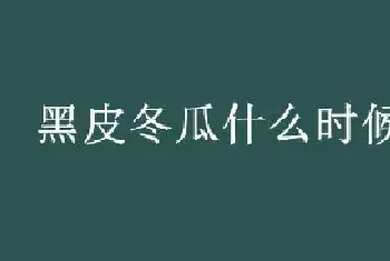 黑皮冬瓜什么时候打顶