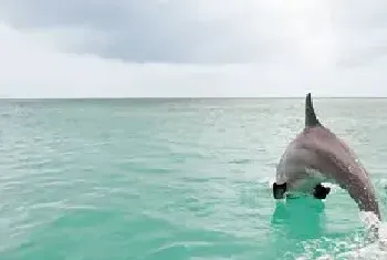 海豚生殖发育的特点是