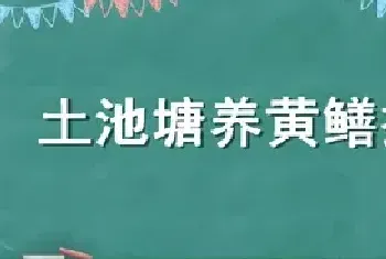 土池塘养黄鳝技术