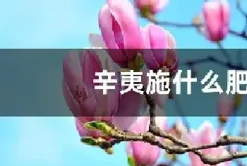 辛夷施什么肥