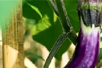 茄子的种植间距与深度