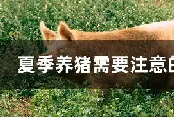 夏季养猪需要注意的问题