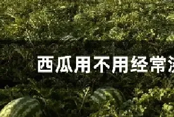 西瓜用不用经常浇水