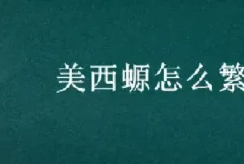 美西螈怎么繁殖