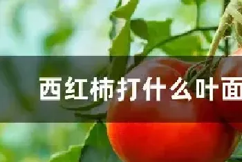 西红柿打什么叶面肥好