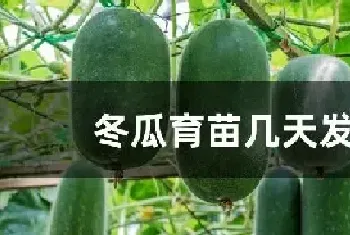 冬瓜育苗几天发芽