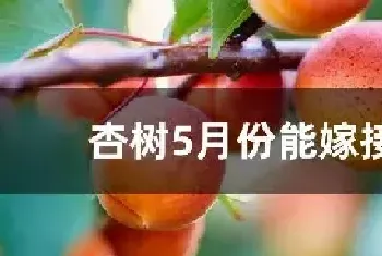 杏树5月份能嫁接吗