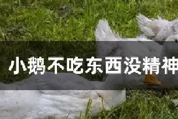 小鹅不吃东西没精神怎么办