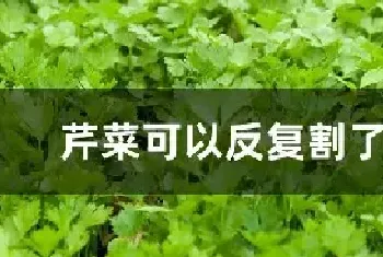 芹菜可以反复割了吃吗