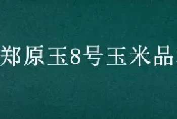 郑原玉8号玉米品种介绍