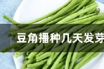 豆角播种几天发芽出土