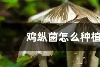 鸡纵菌怎么种植的