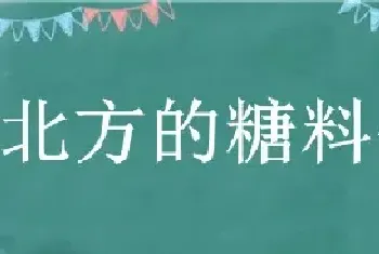 北方的糖料作物