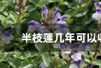 半枝莲几年可以收获