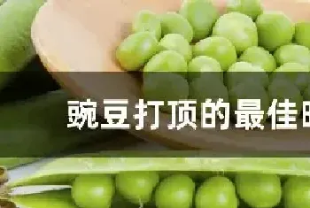 豌豆打顶的最佳时间