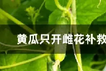 黄瓜只开雌花补救方法