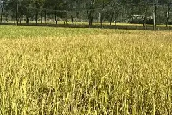 水稻抗倒伏都用什么药