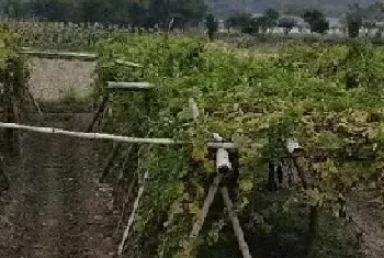 吴茱萸种植技术和产量